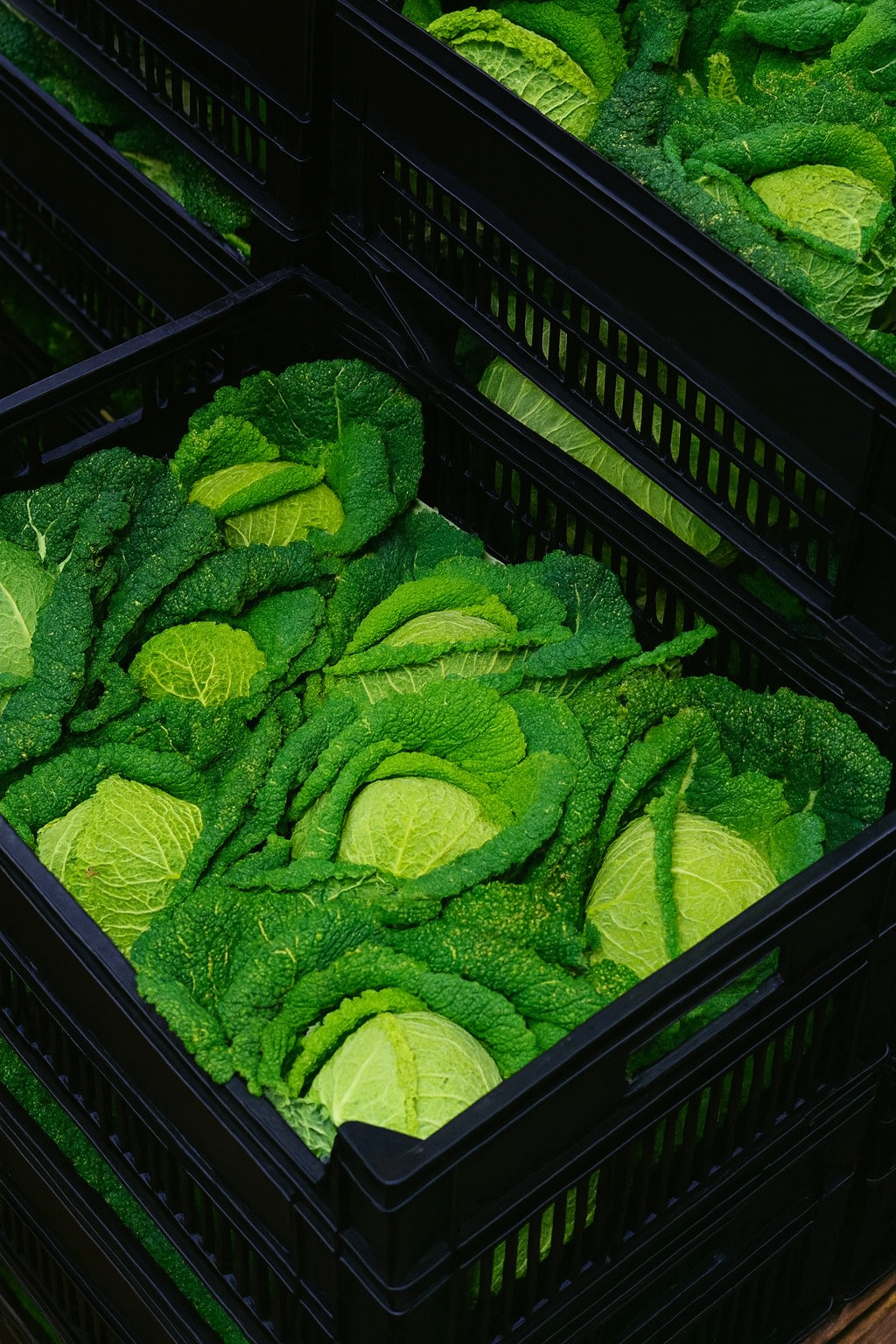 fresh fruits & vegetable